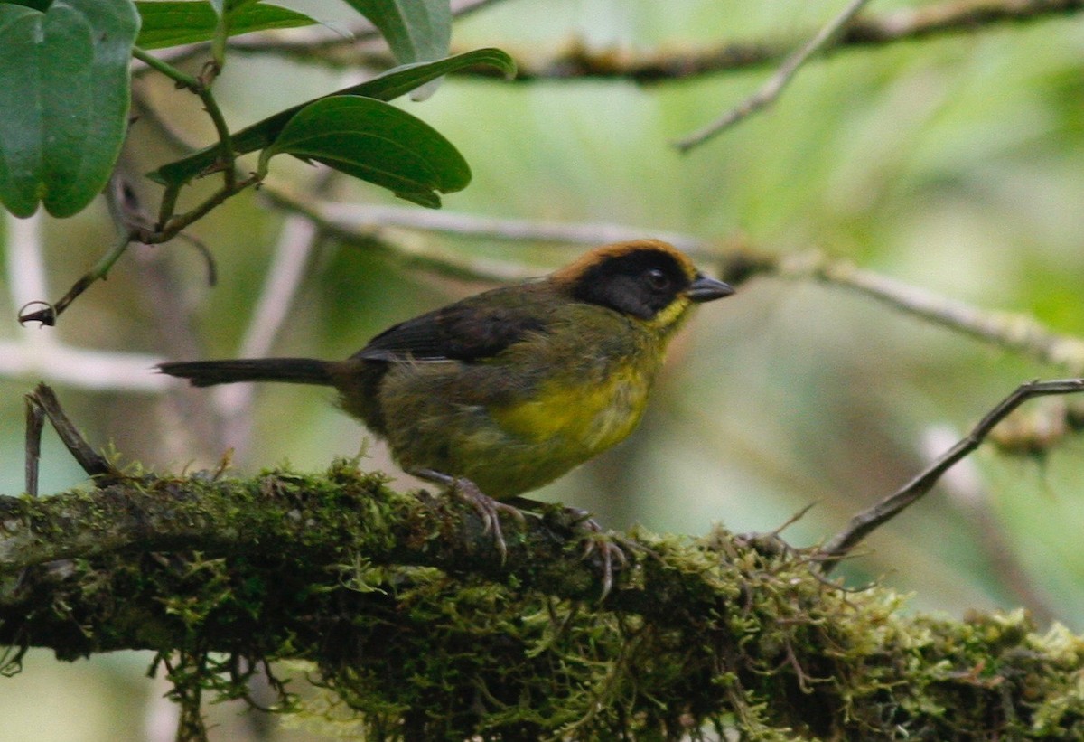 Bolivian Brushfinch - ML84644001