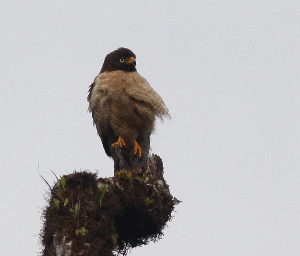 Roadside Hawk - ML84644411