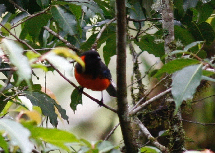 Scarlet-bellied Mountain Tanager - ML84644501