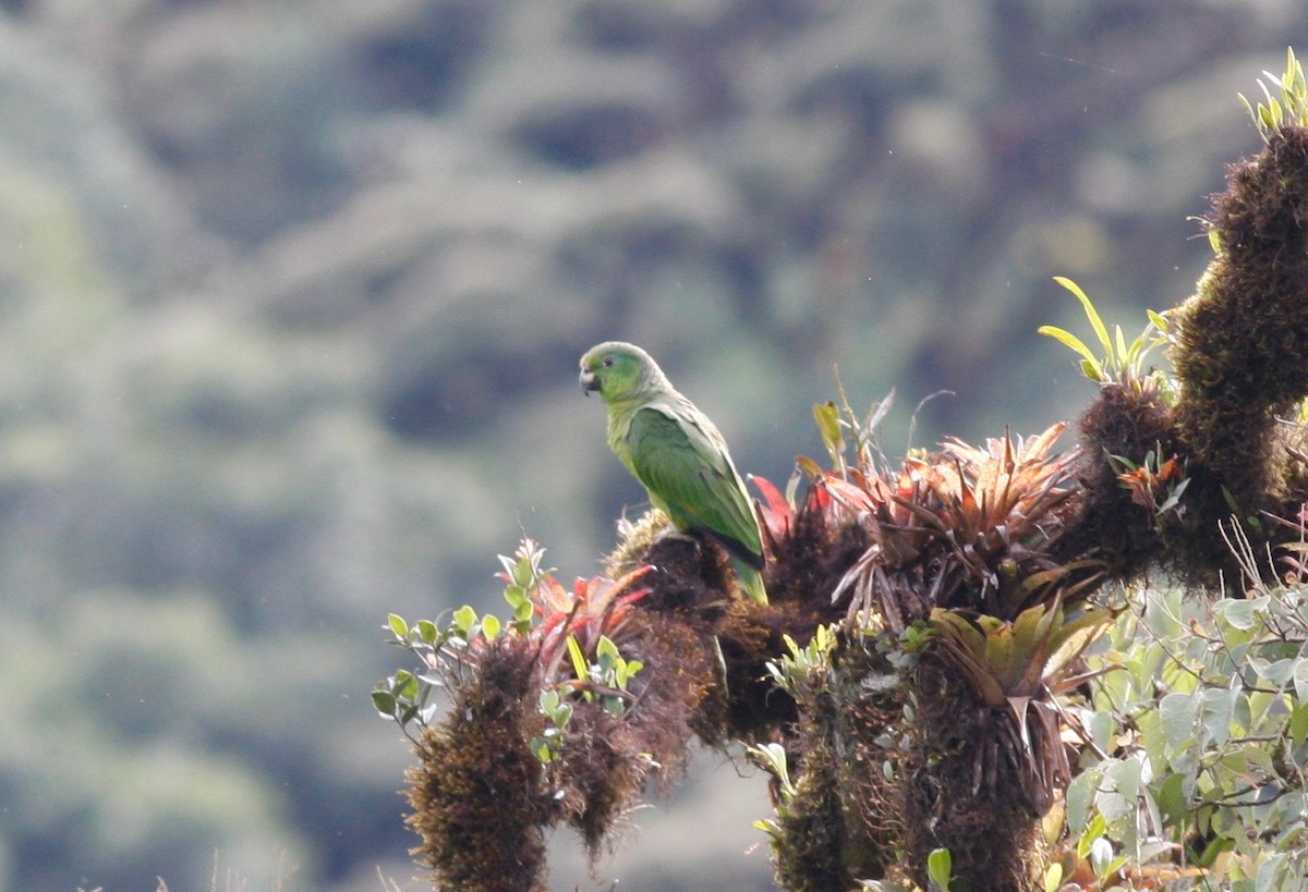 Scaly-naped Parrot - ML84644641