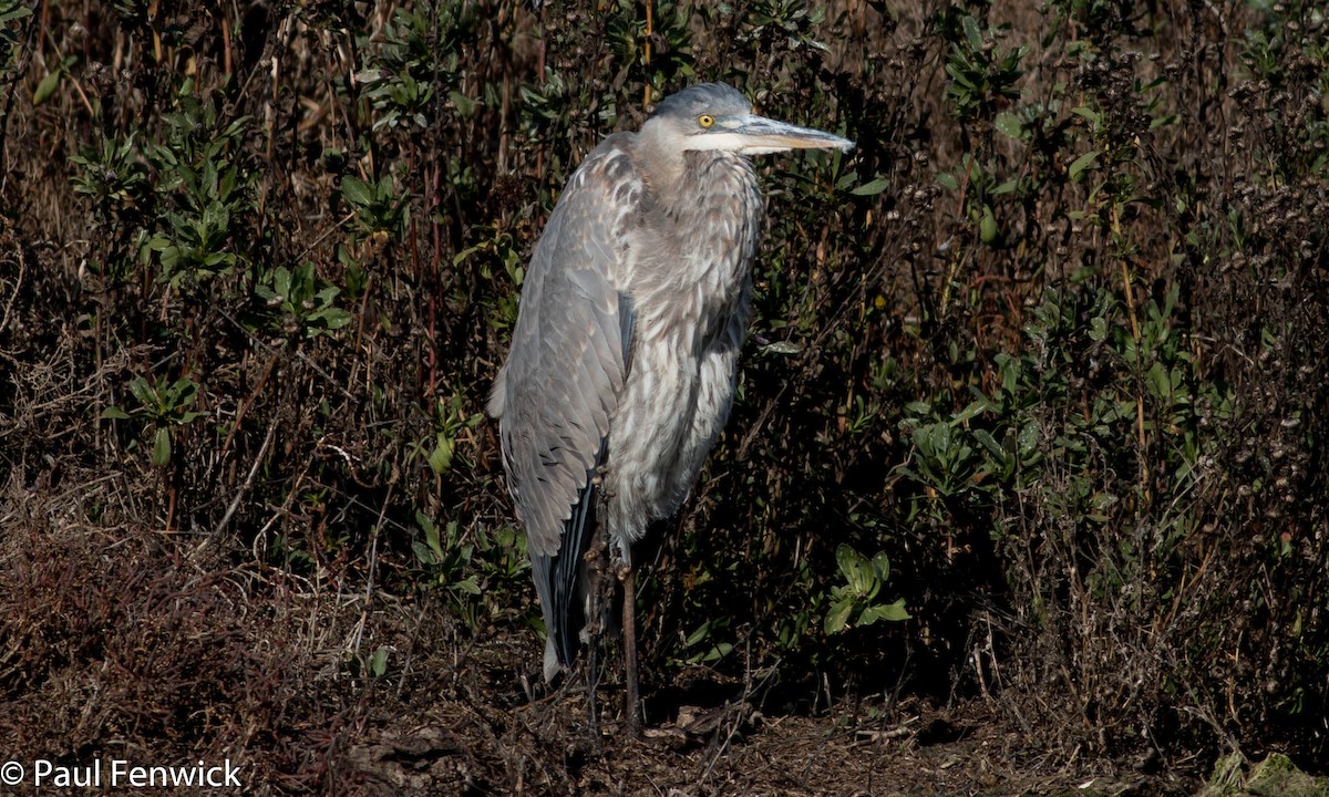 Great Blue Heron (Great Blue) - ML84645281