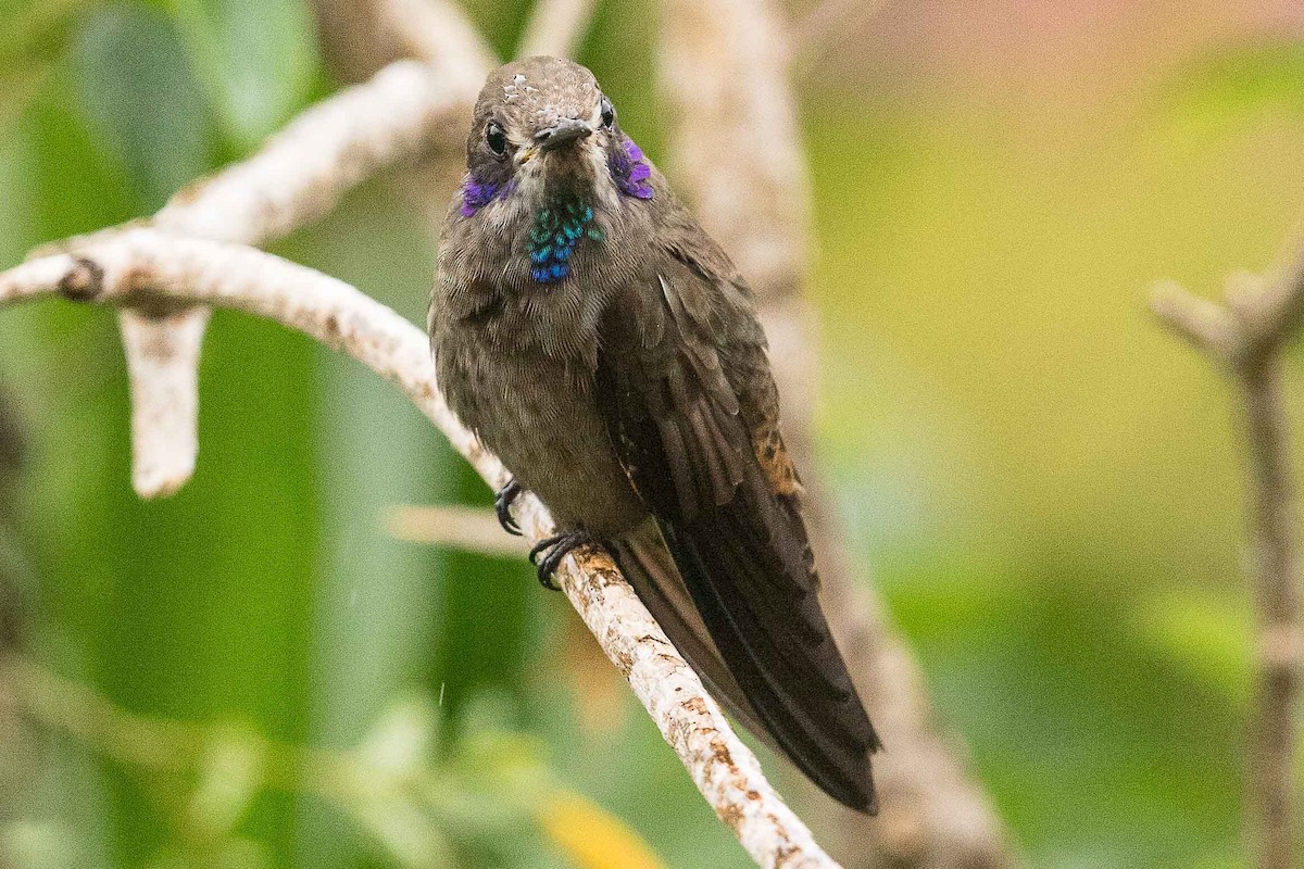 Brown Violetear - ML84645381