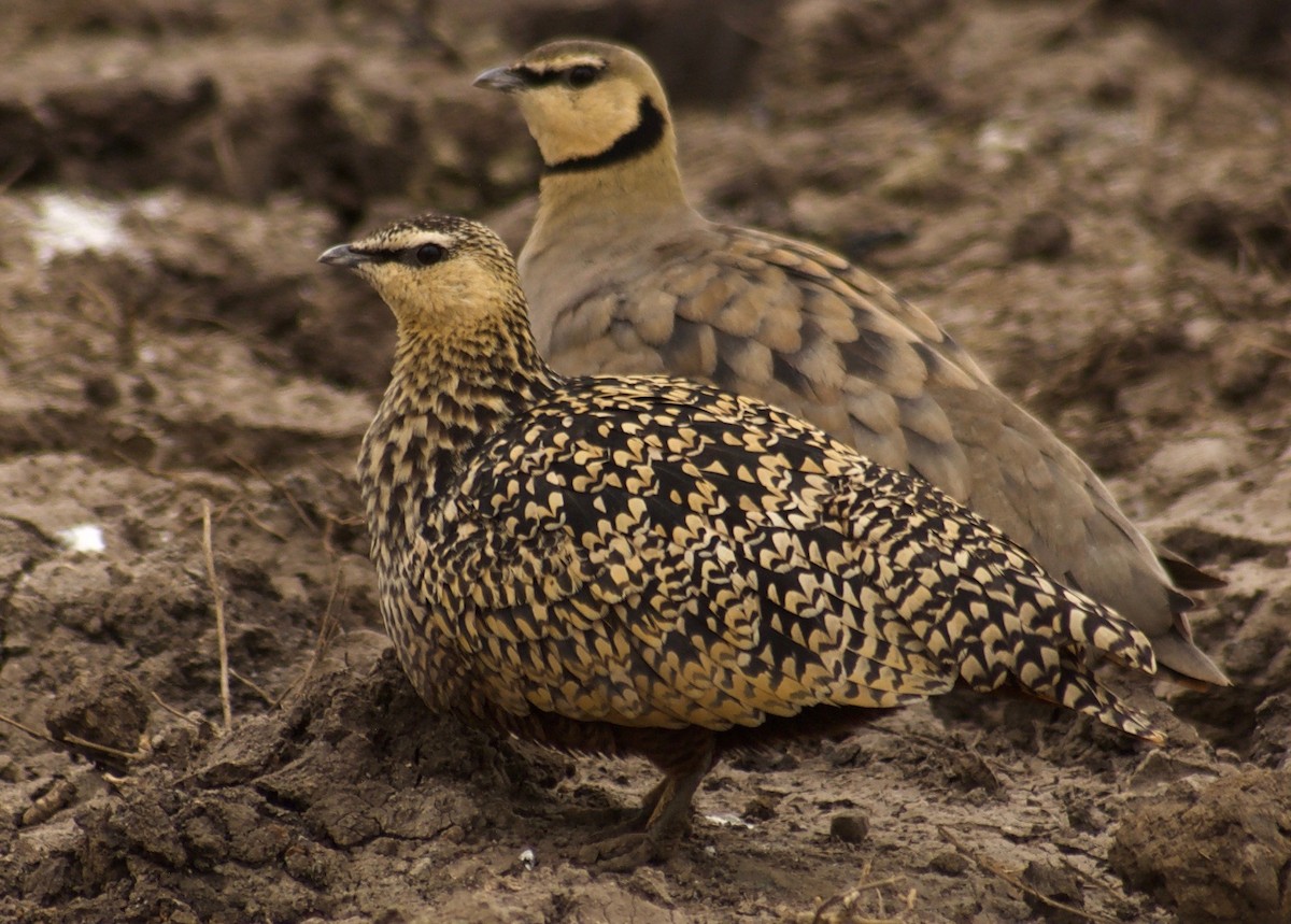 Yellow-throated Sandgrouse - ML84645731