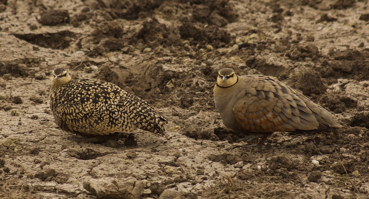 Yellow-throated Sandgrouse - ML84645751