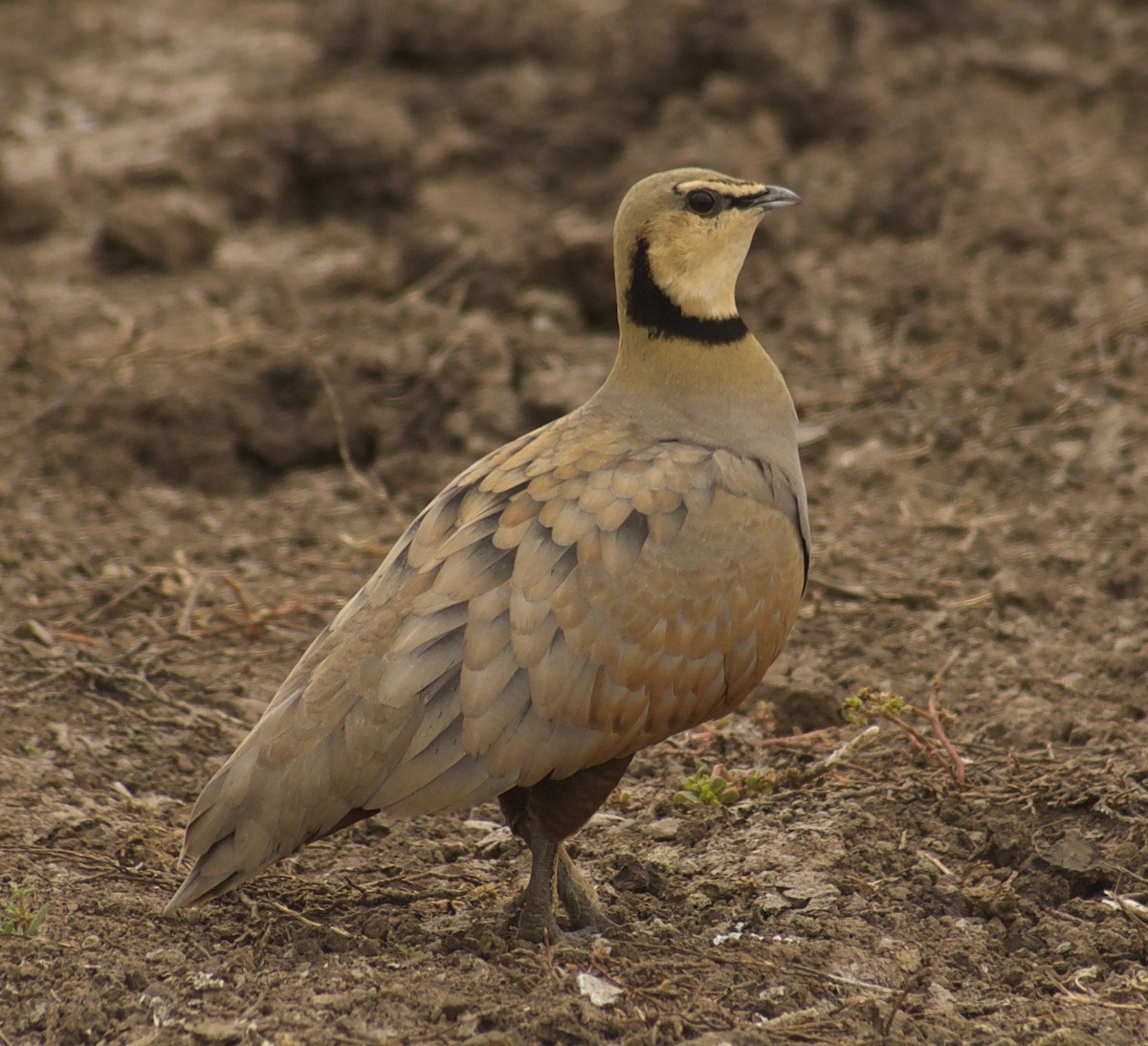 Yellow-throated Sandgrouse - ML84645811