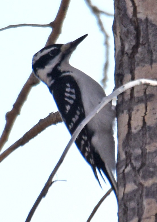 Hairy Woodpecker (Eastern) - Steven Mlodinow