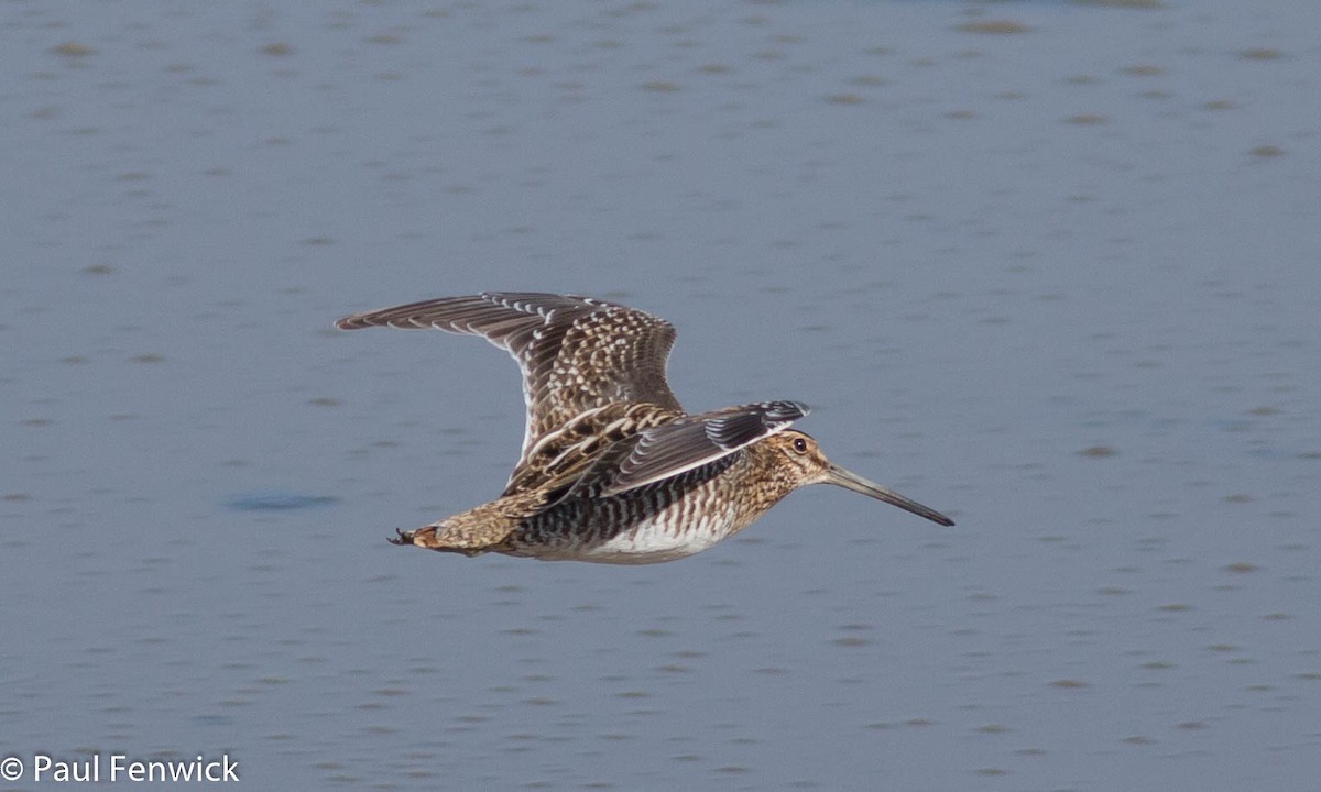 Wilson's Snipe - Paul Fenwick