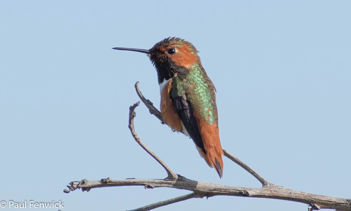 Colibrí de Allen - ML84646271