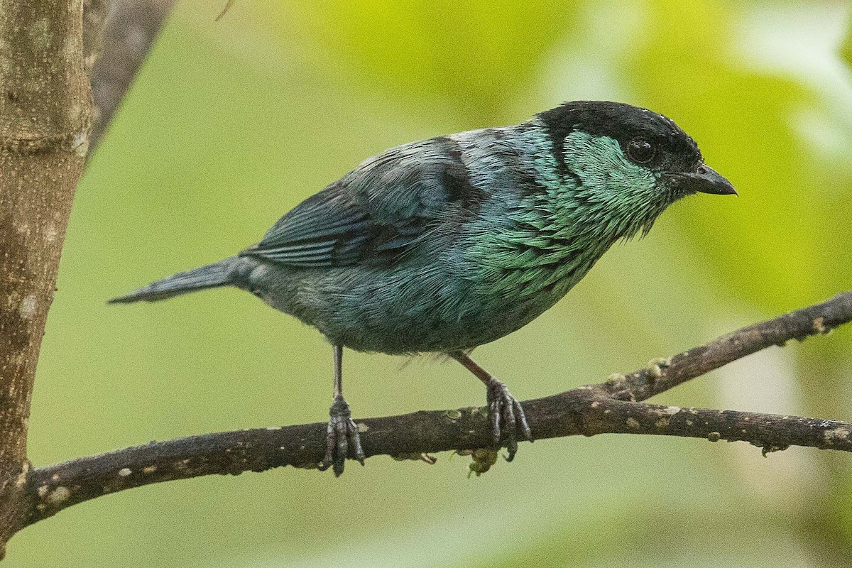 ズグロアオフウキンチョウ - ML84646701