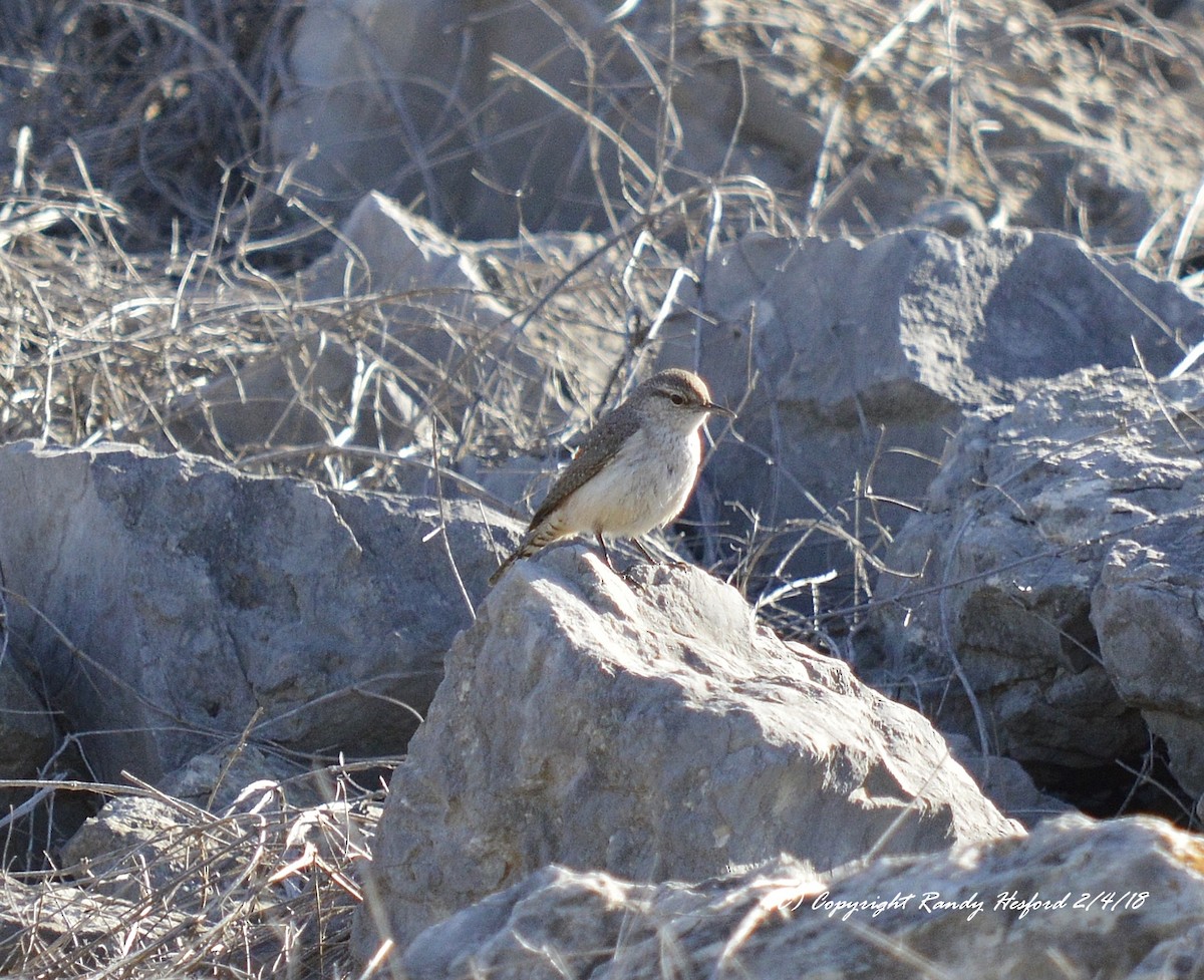 Rock Wren - ML84646811