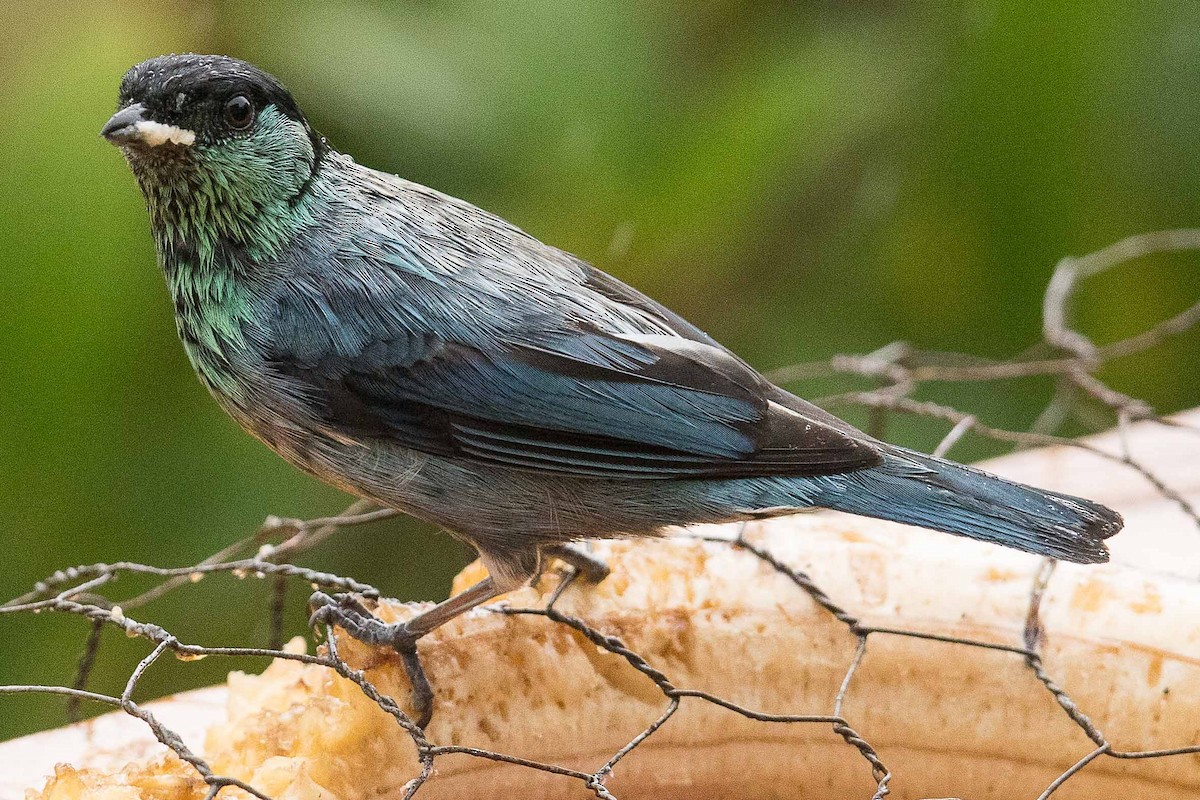 Black-capped Tanager - ML84646931