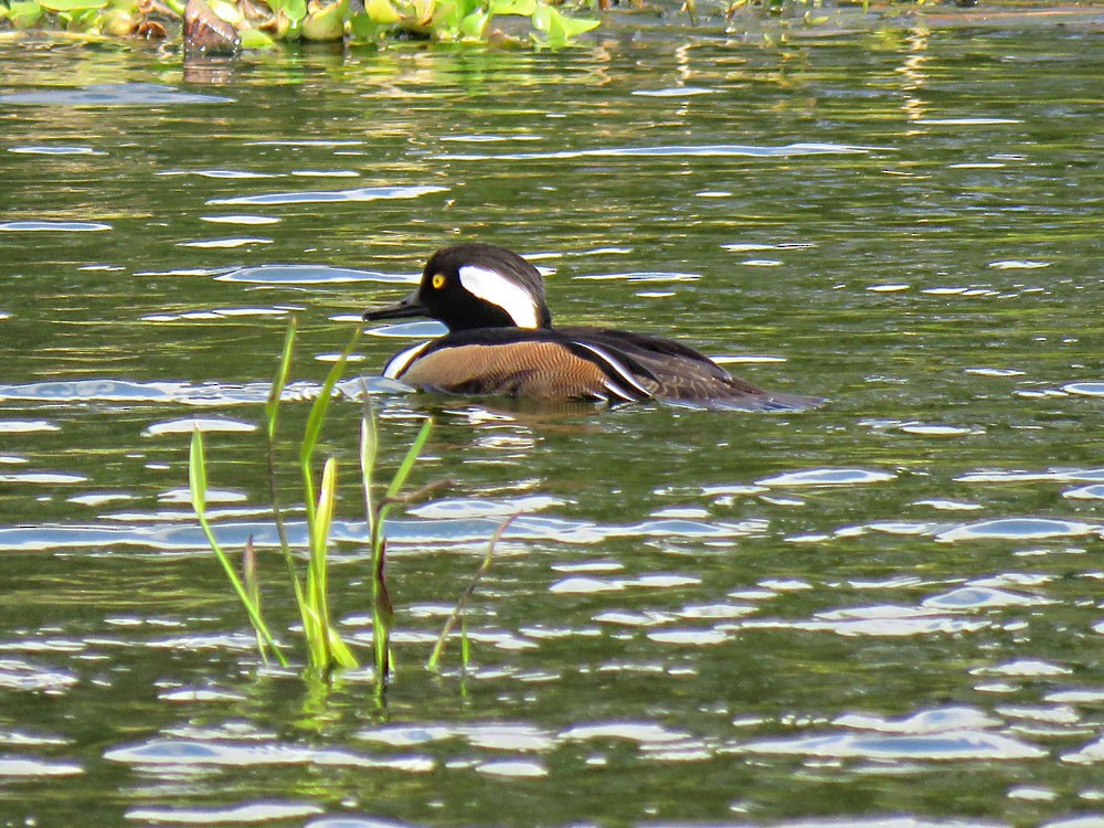 Hooded Merganser - Gael Silverblatt