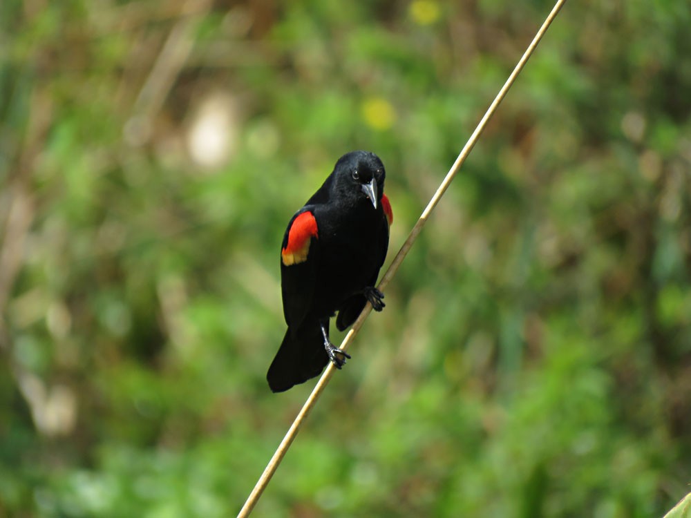 Red-winged Blackbird - Gael Silverblatt