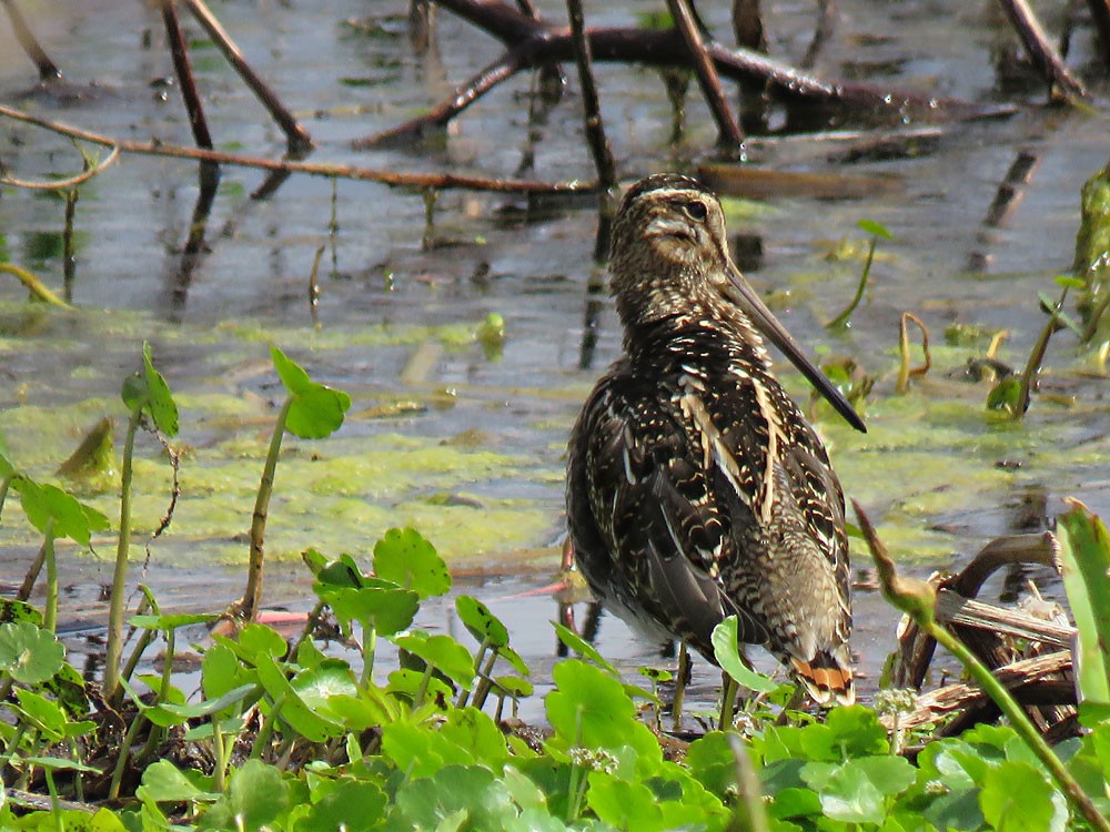 Wilson's Snipe - Gael Silverblatt