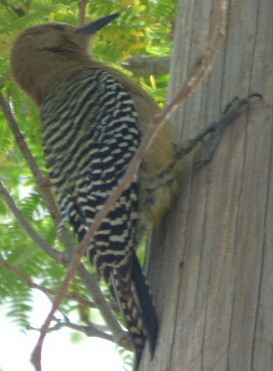 Gila Woodpecker - ML84649471