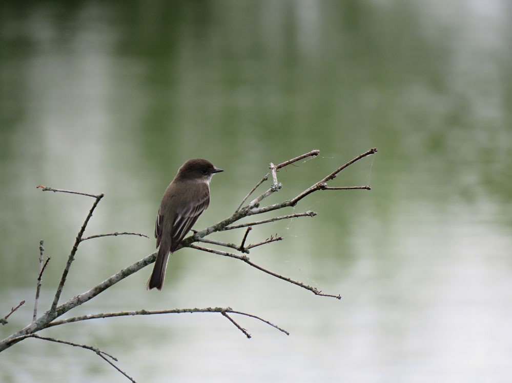 Eastern Phoebe - ML84649551