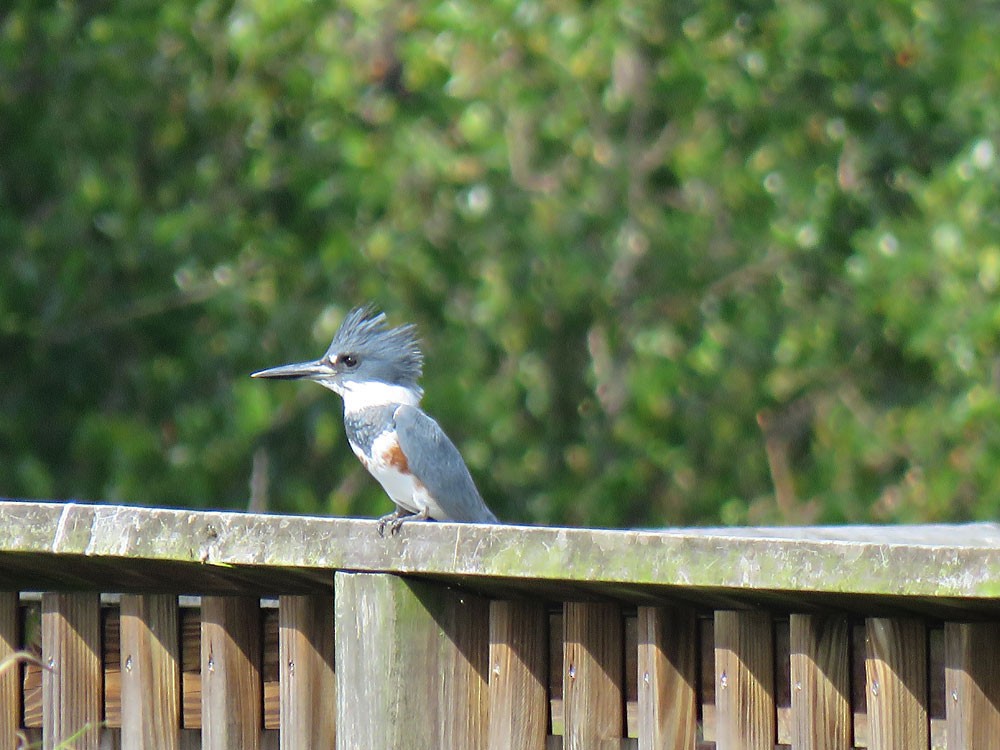 Belted Kingfisher - Gael Silverblatt