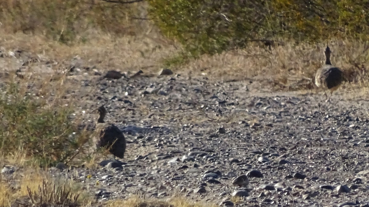 Elegant Crested-Tinamou - ADRIAN GRILLI