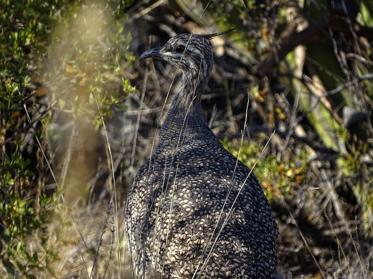 Elegant Crested-Tinamou - ADRIAN GRILLI