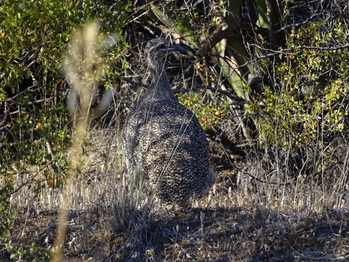 Elegant Crested-Tinamou - ADRIAN GRILLI