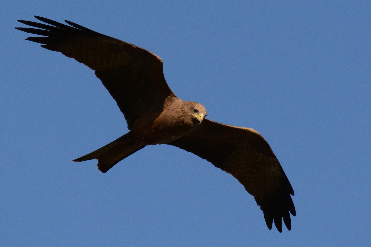 Black Kite (Yellow-billed) - ML84651791