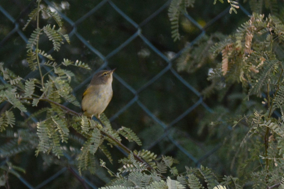 Common Chiffchaff - ML84652021