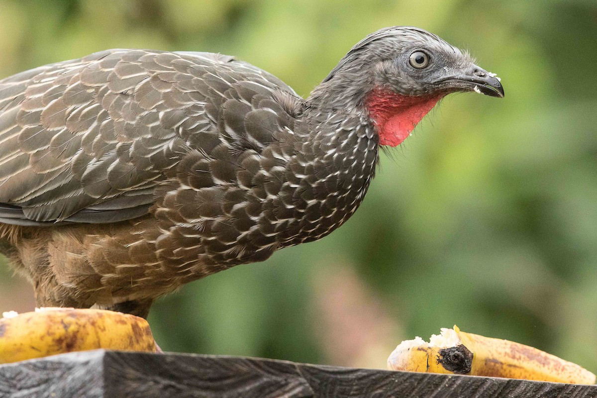 Band-tailed Guan - ML84652131