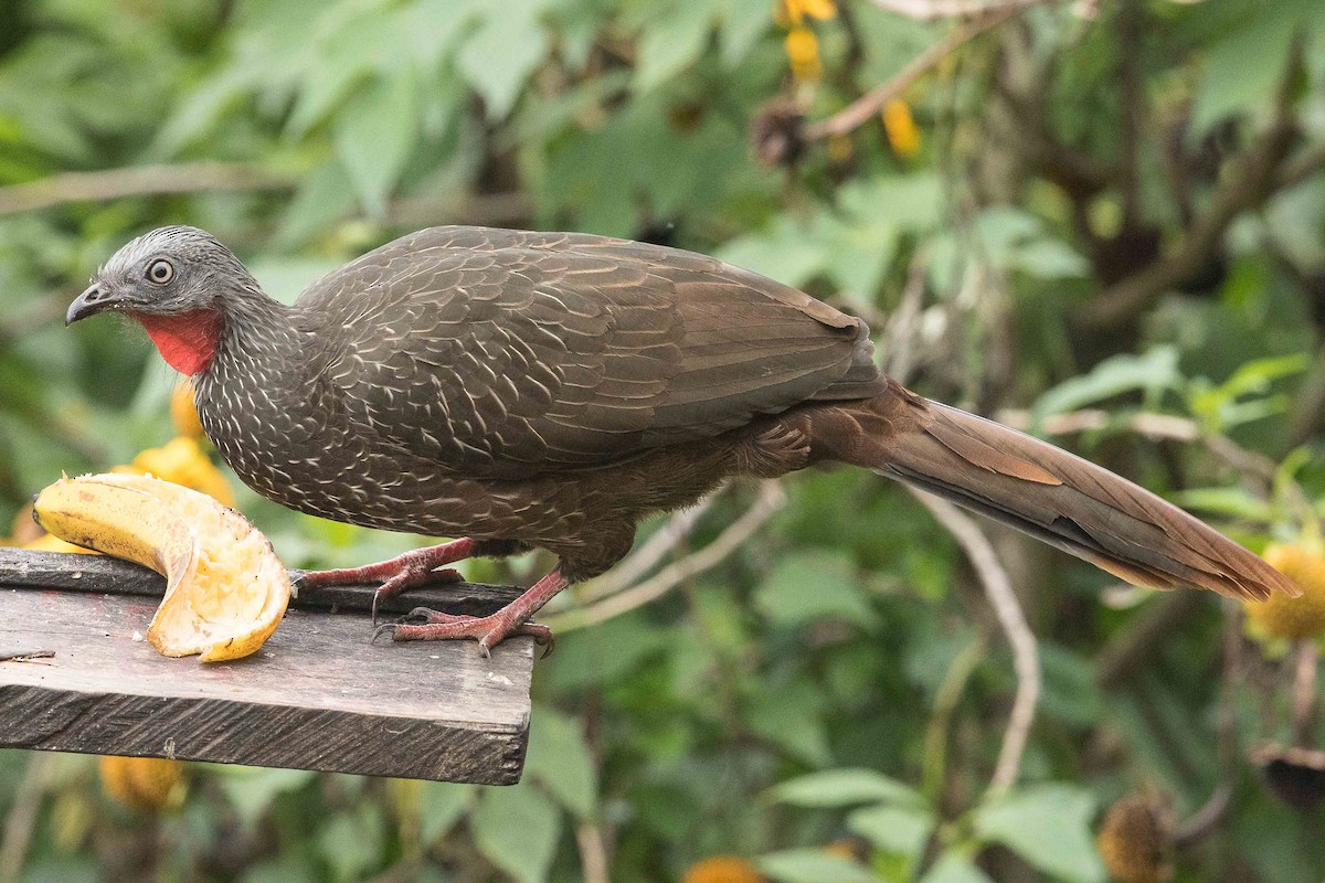 Band-tailed Guan - ML84652171