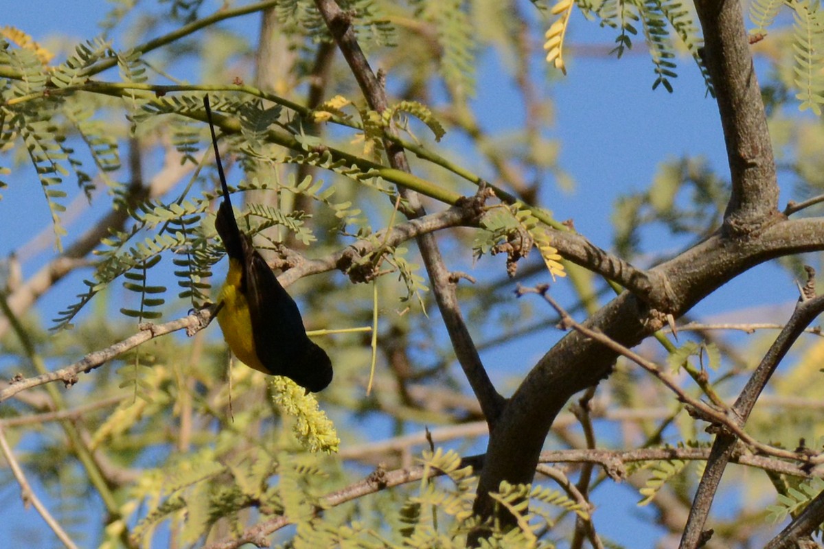 Pygmy Sunbird - ML84652291