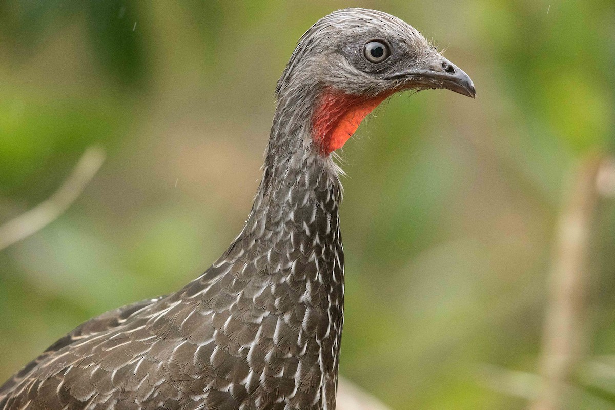 Band-tailed Guan - ML84652951