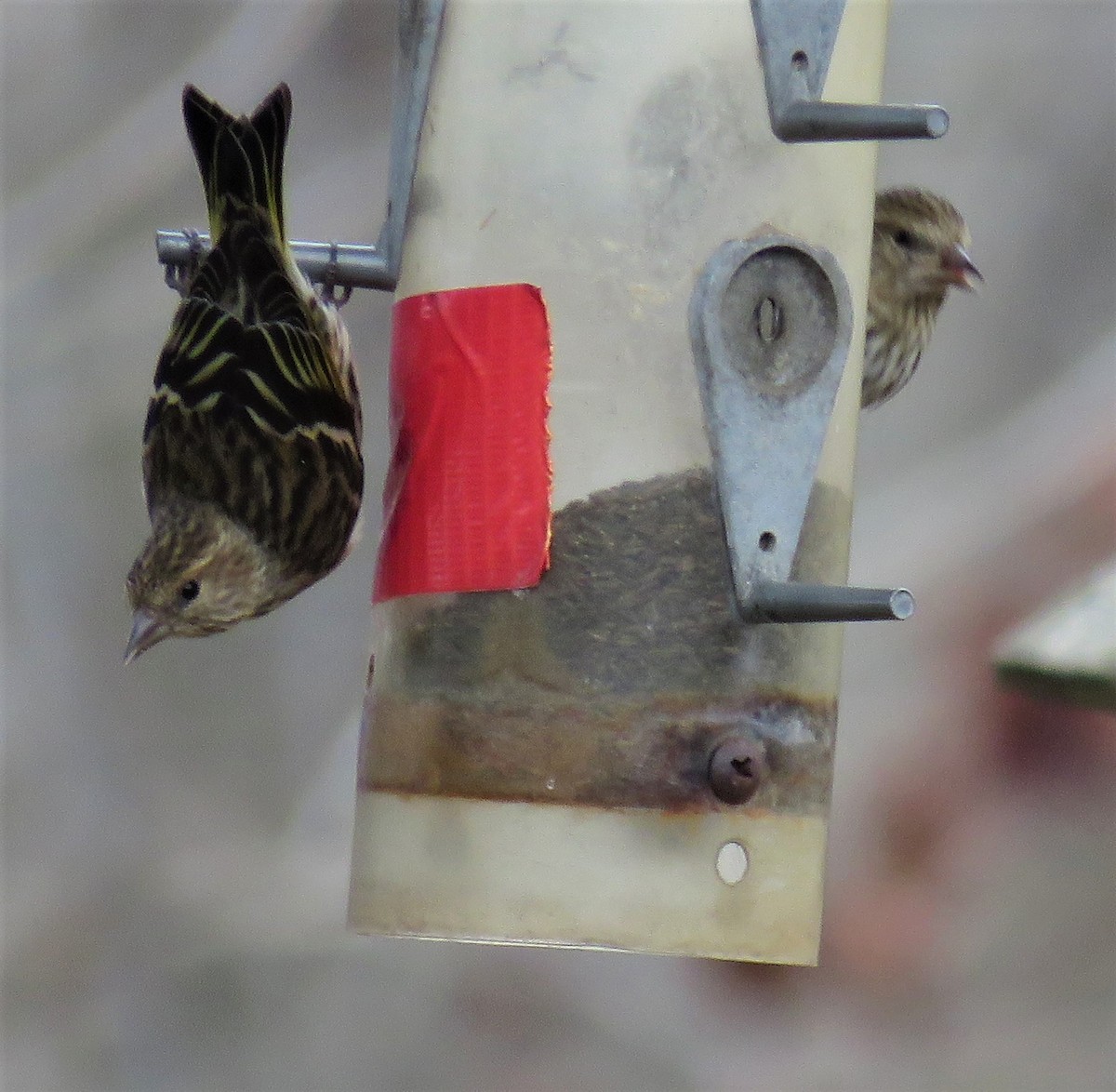 Pine Siskin - ML84653351