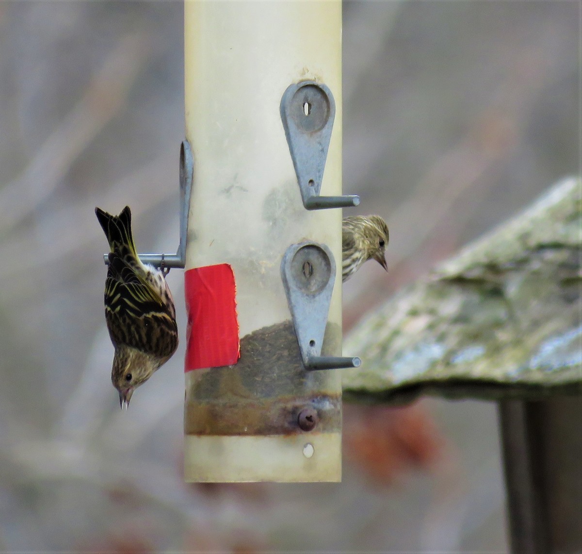 Pine Siskin - ML84653391