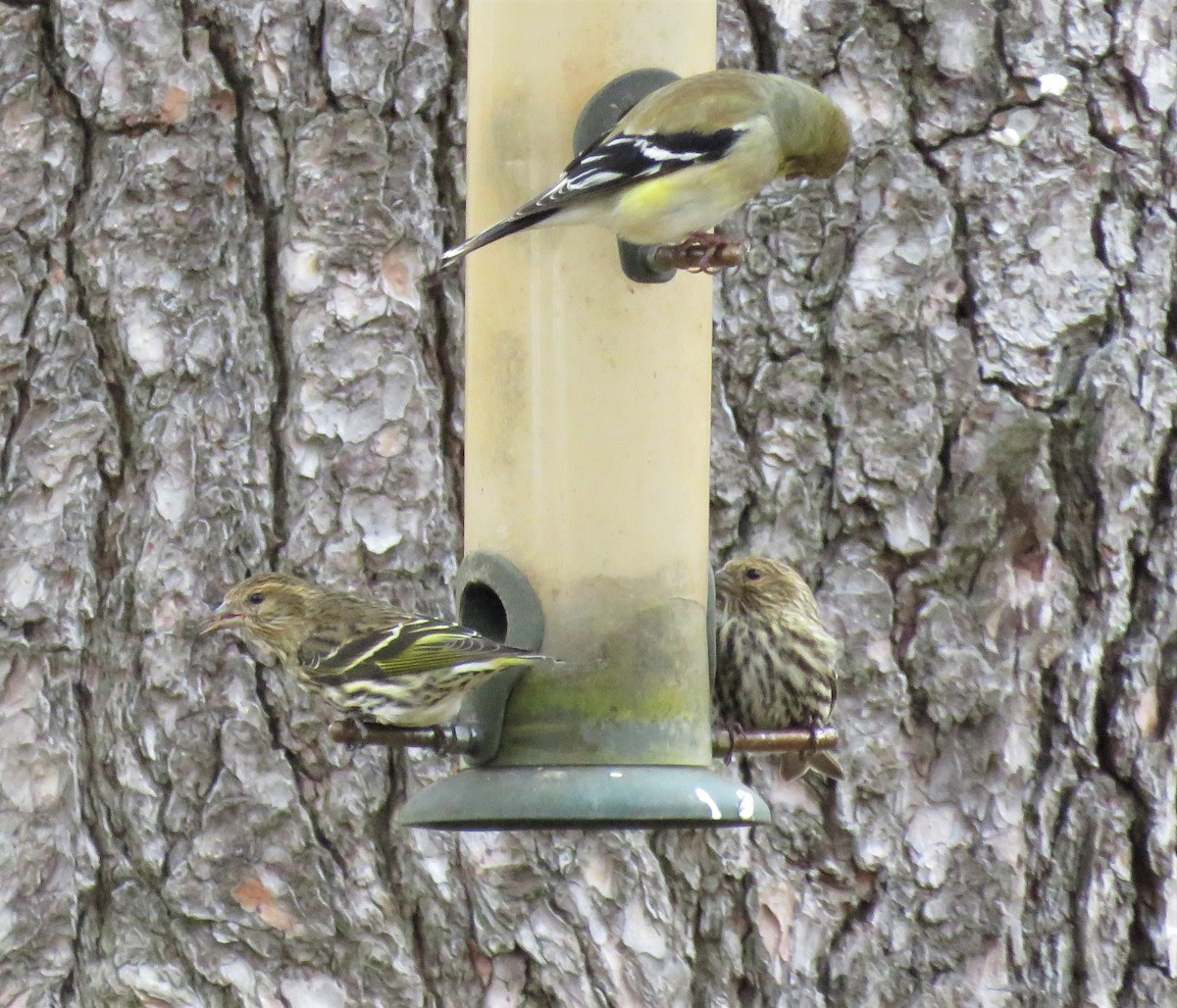 Pine Siskin - ML84653401