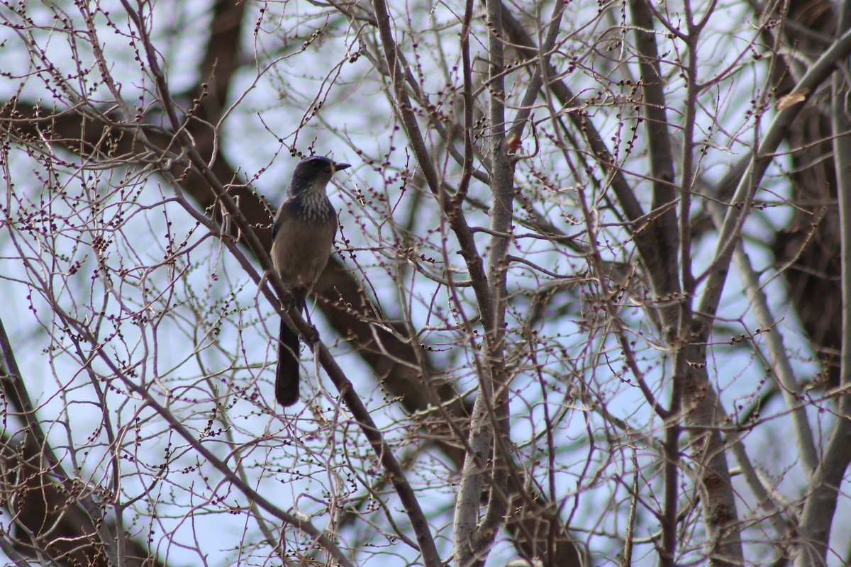 Woodhouse's Scrub-Jay - David Lerwill