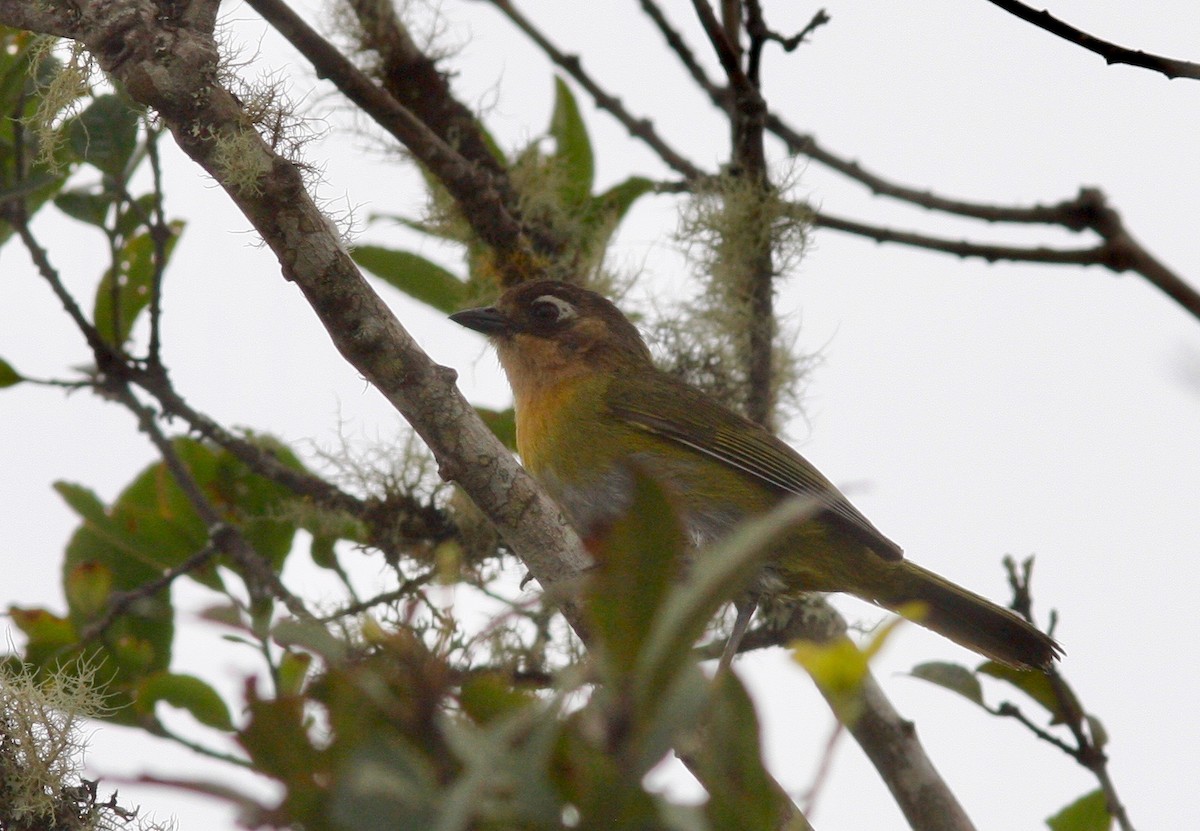 Clorospingo Común (Bolivia sur) - ML84654231