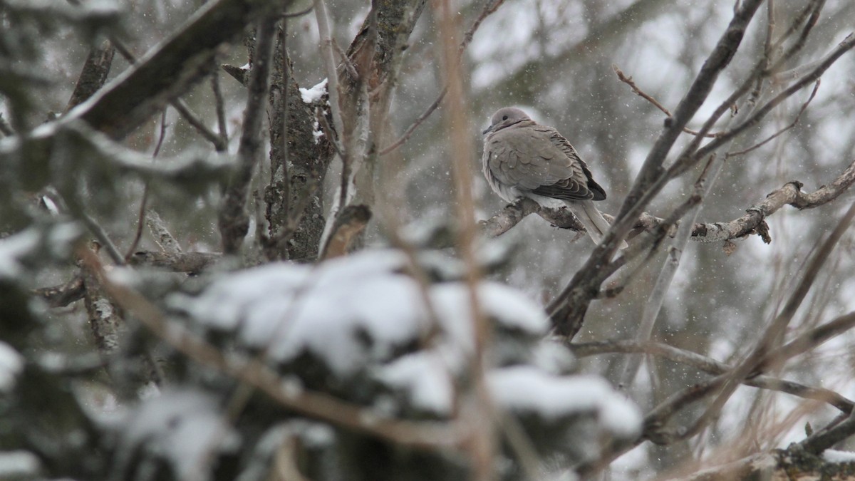 Eurasian Collared-Dove - ML84654601