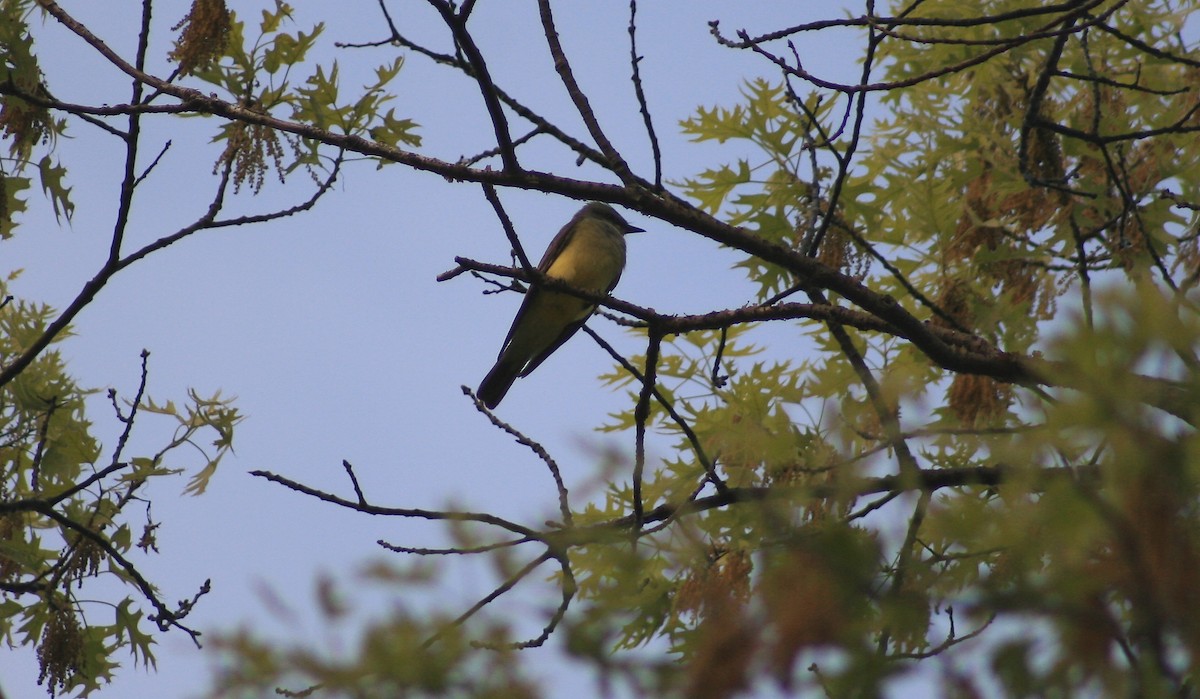 Schmalschnabel-Königstyrann - ML84654791