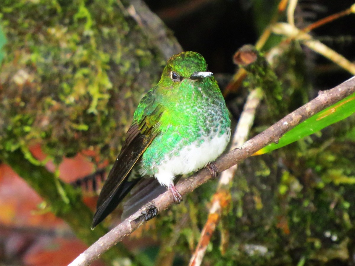 Greenish Puffleg - ML84655111