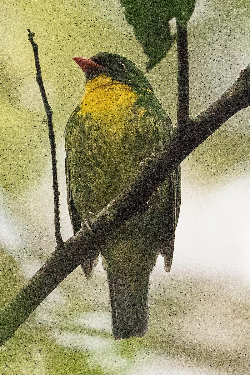 Golden-breasted Fruiteater - Eric VanderWerf