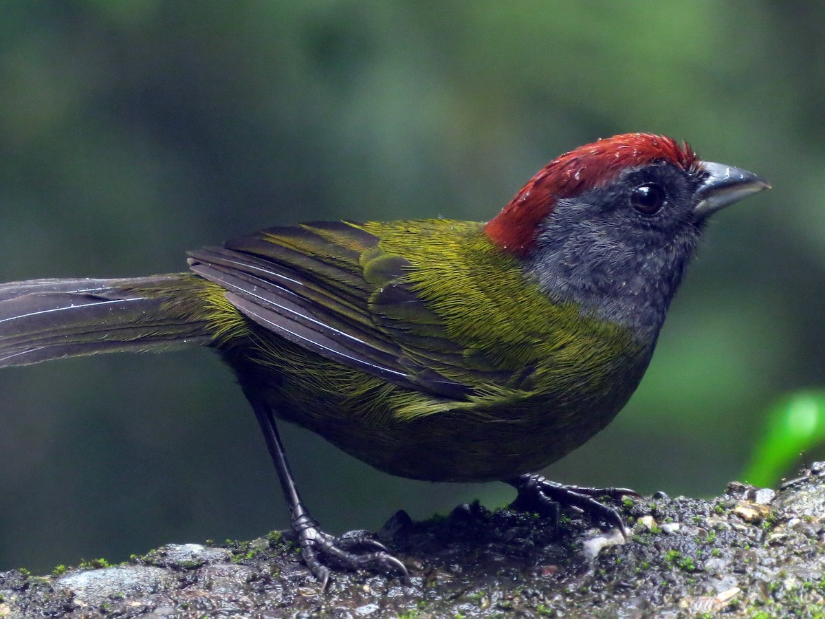 Olive Finch - ML84656481