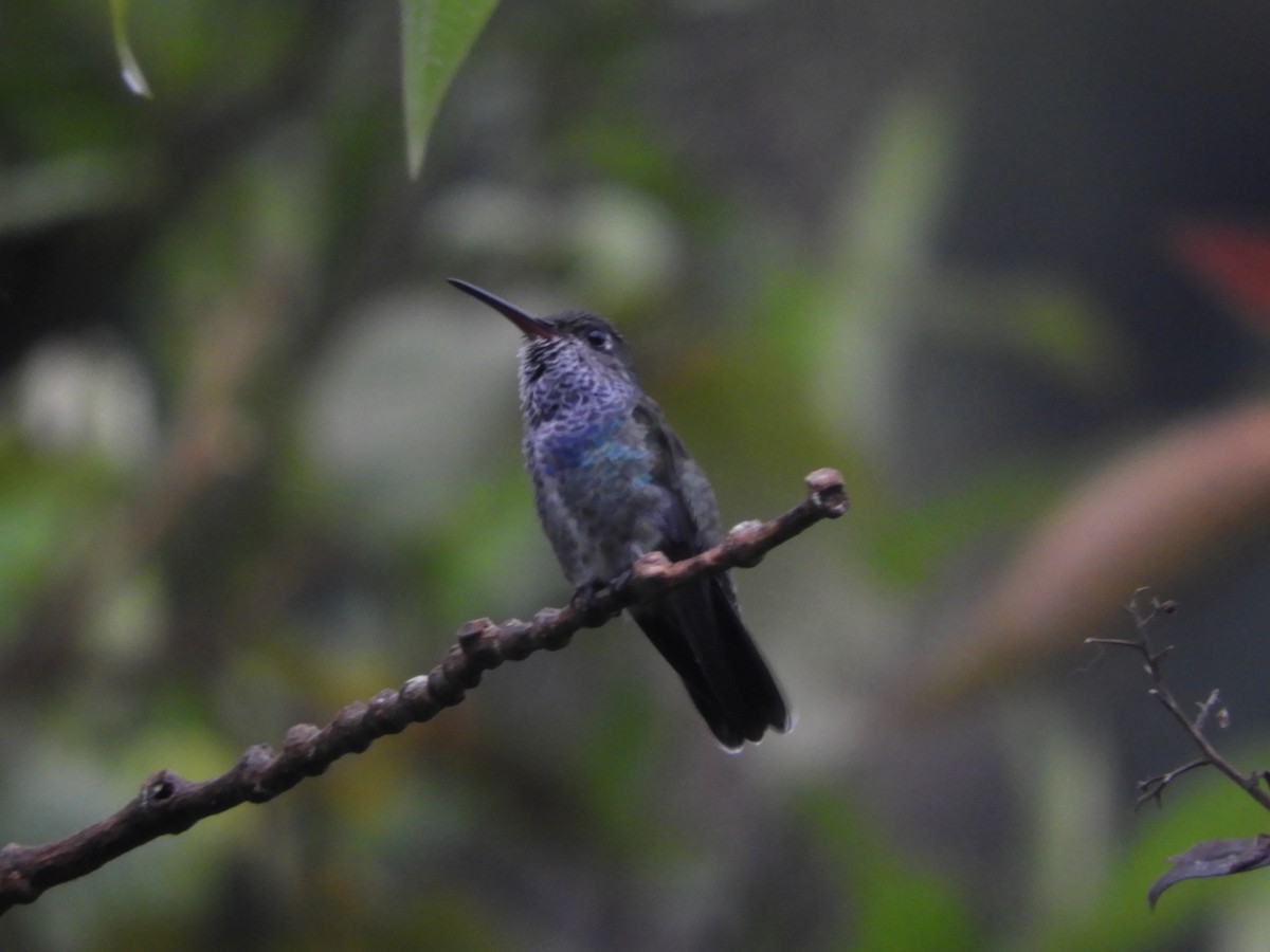 kolibřík safírový - ML84656571