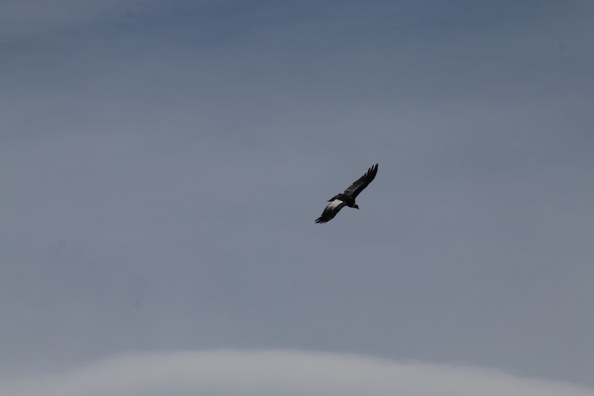 Condor des Andes - ML84658501