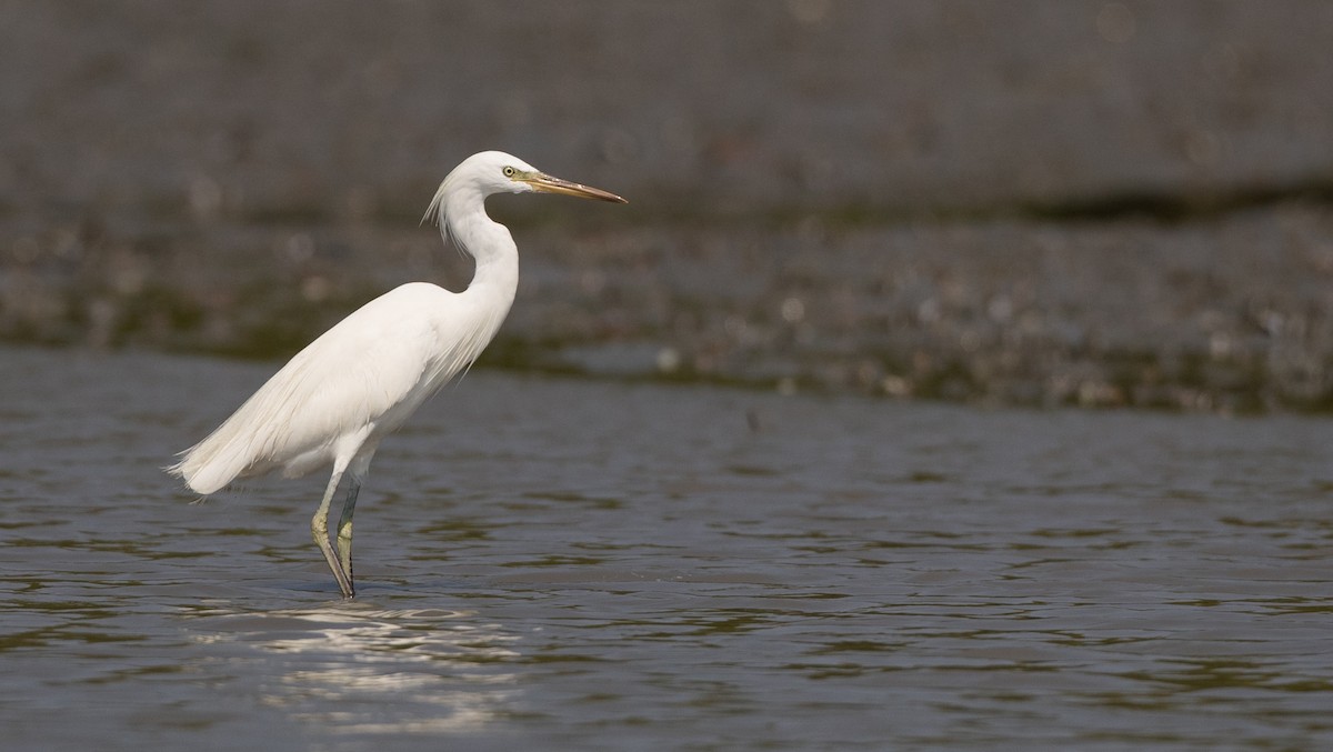 Chinese Egret - ML84661191