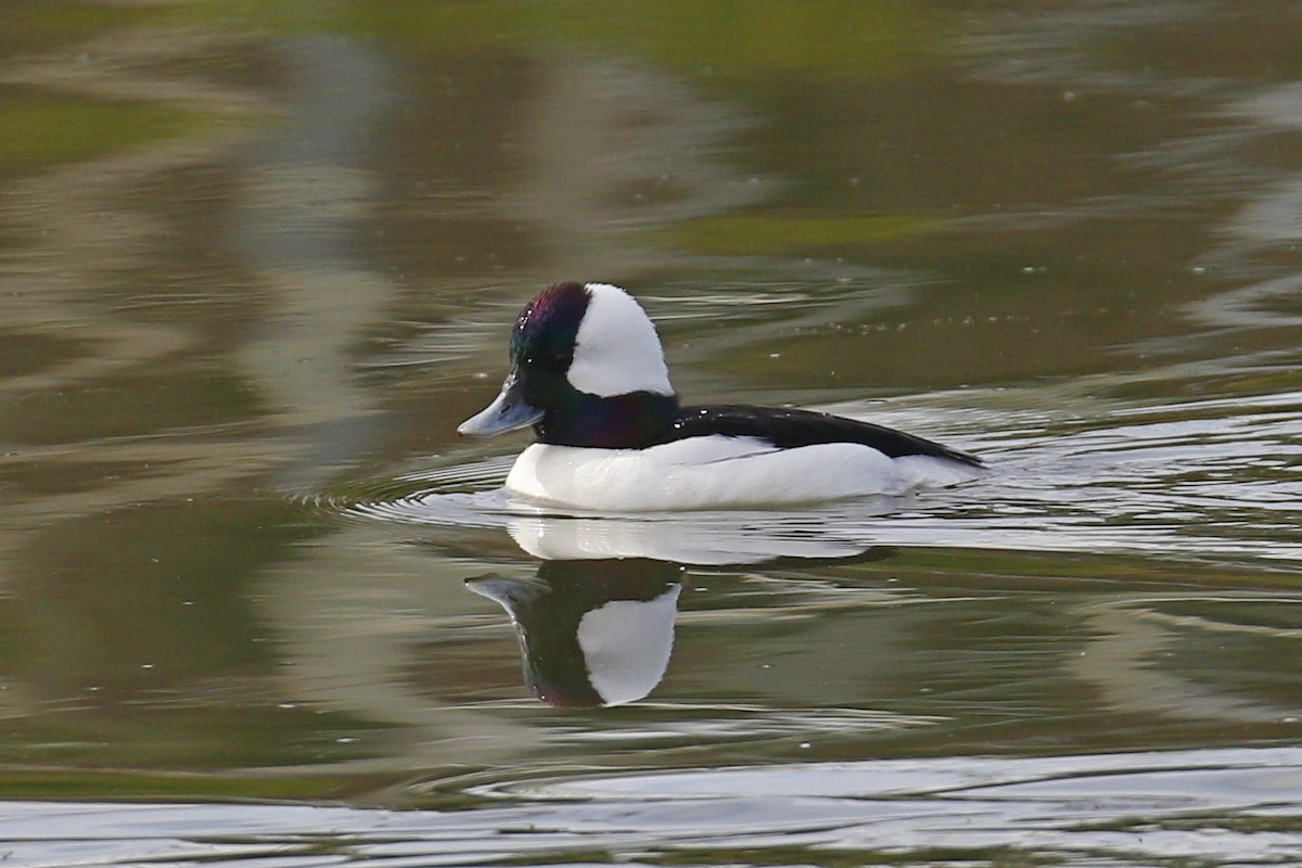 Bufflehead - ML84662821