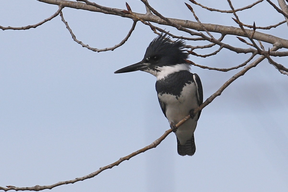 Belted Kingfisher - ML84663121
