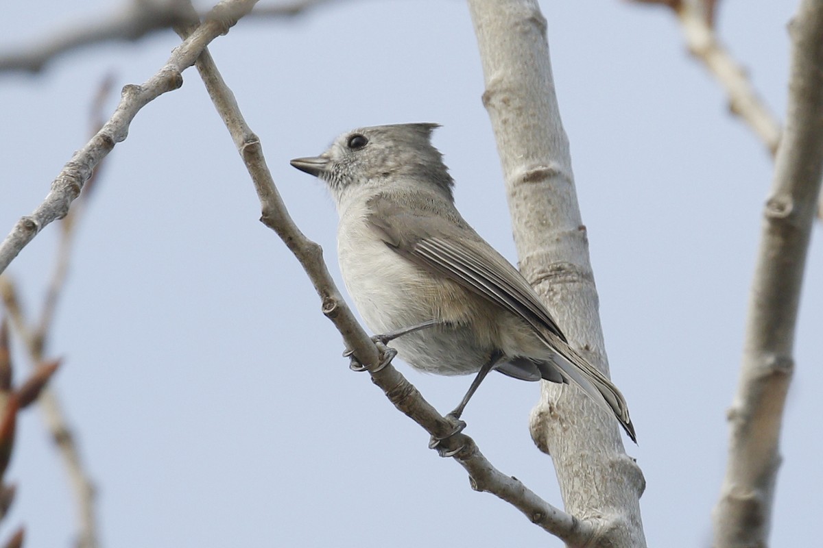 Oak Titmouse - ML84663321