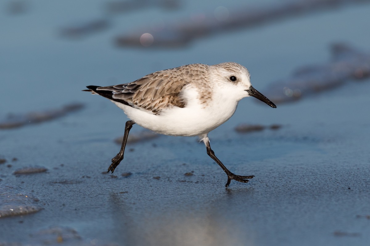 Sanderling - Brad Imhoff
