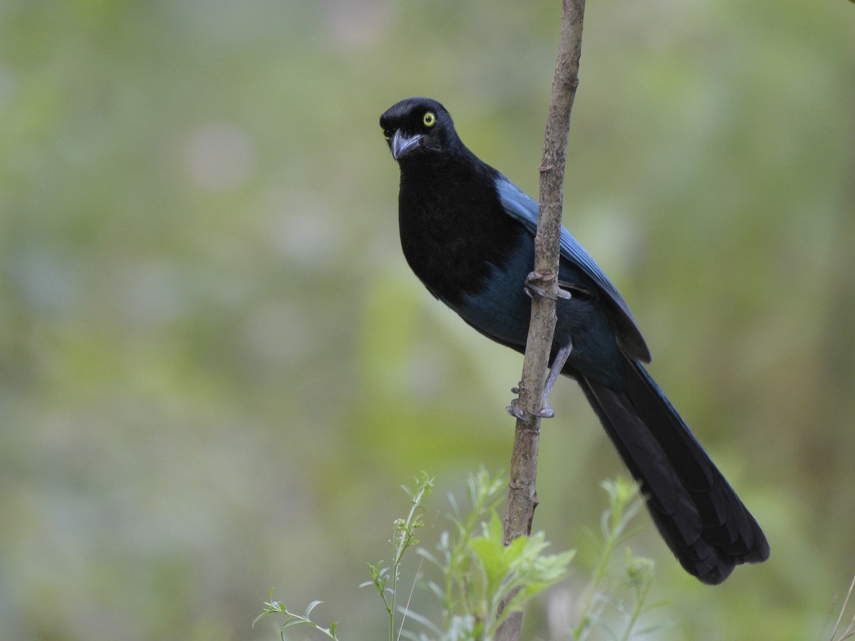 Bushy-crested Jay - ML84666701