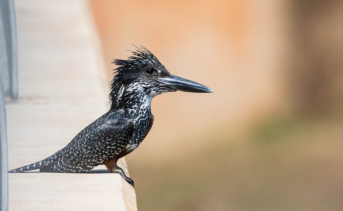 Giant Kingfisher - Peggy Mundy