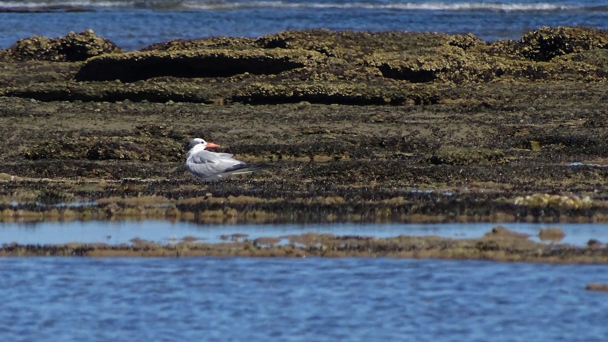 South American Tern - ADRIAN GRILLI